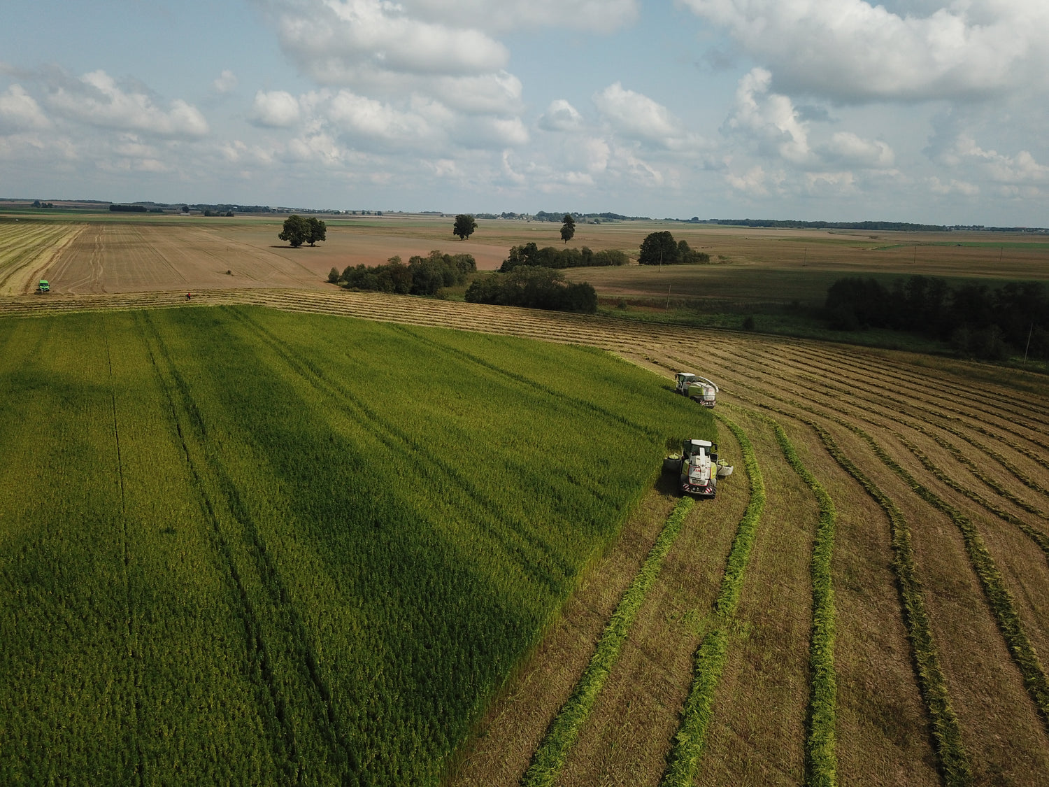 Aerial view of hemp field with harvesters